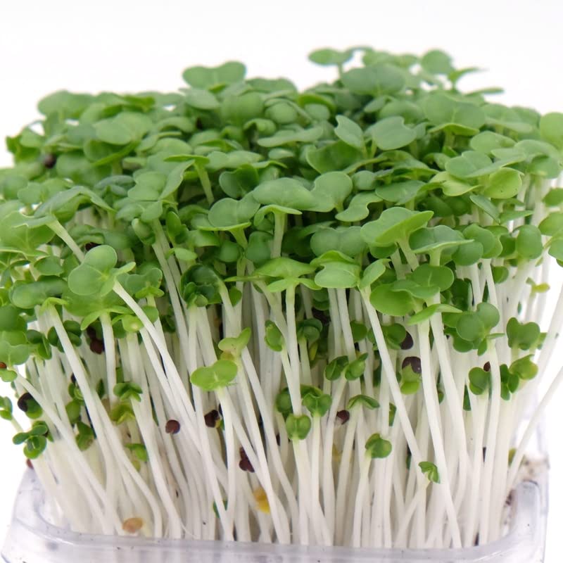 Todd's Seeds Sprouting Seed Mix; Broccoli, Radish, Alfalfa, Non-GMO, Chemical Free, High Germination (1/4 Pound)