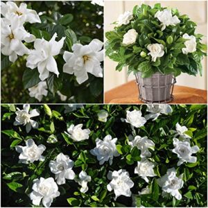 gardenia seeds, white fragrant blooms and glossy green foliage-50 seeds