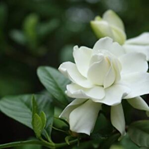 Gardenia Seeds, White Fragrant Blooms and Glossy Green Foliage-50 Seeds