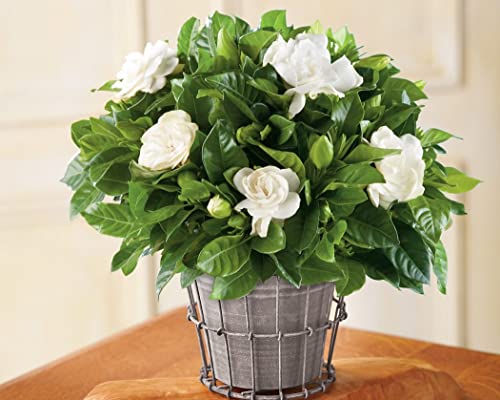 Gardenia Seeds, White Fragrant Blooms and Glossy Green Foliage-50 Seeds