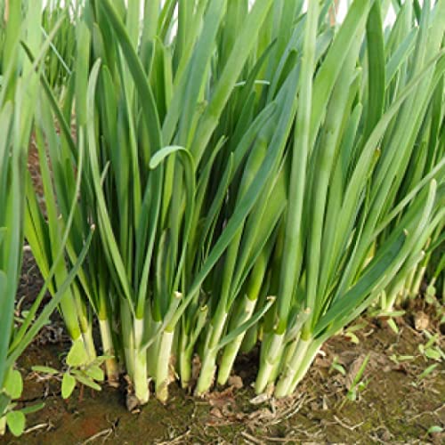 Chinese Leek Seeds for Planting(500 Seeds)