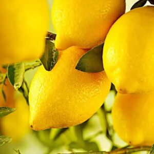 Lemon Seeds for Planting - 50 Seeds, Non-GMO Heirloom and Organic High Survival Rate Lemon Tree Seeds Planting for Home Garden