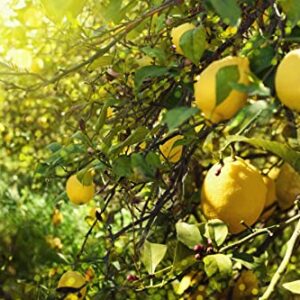 Lemon Seeds for Planting - 50 Seeds, Non-GMO Heirloom and Organic High Survival Rate Lemon Tree Seeds Planting for Home Garden