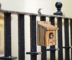 Humming Bird Houses for Outdoor Hanging Small Bird Nesting Box - Wood Nest for Robin, Hummingbird, Parakeet, Bluebird - Perch House for Outdoors Birdhouse Birds - Made of Pine Wood