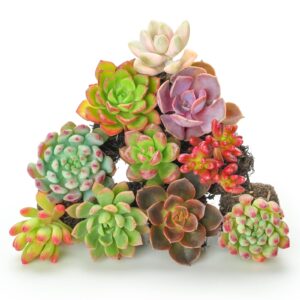 10 assorted succulents with root, 10 different varieties live plants collection, without plant pot, great for gardener beginner, diy projects, party favor, gift for her