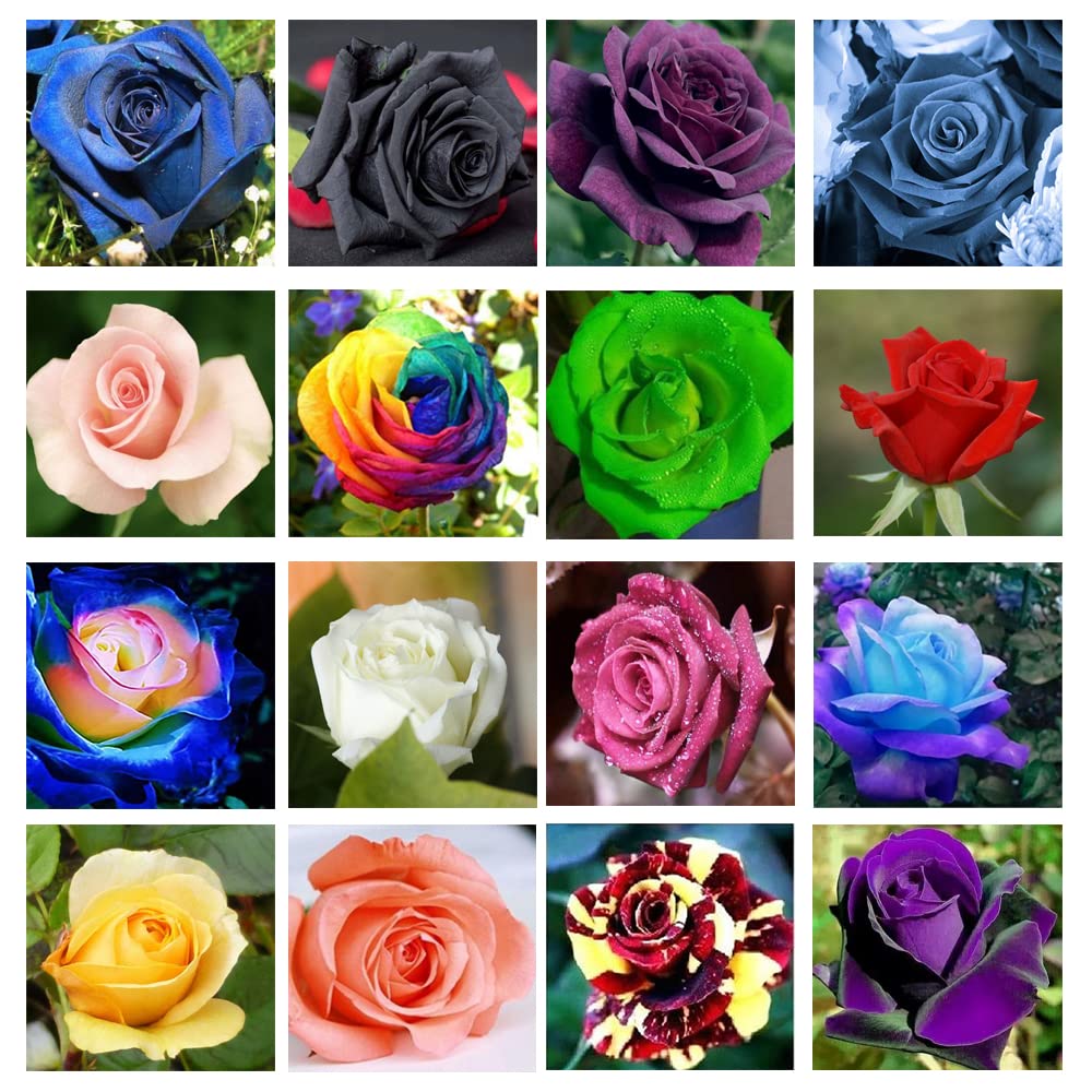 200+ Mix Rose Seeds for Planting Outdoors Flower Bush Perennial Shrub, Non-GMO Heirloom 90% Germination Rate Open Pollinated
