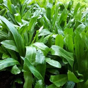 500 culantro seeds stinkweed, duck-tongue herb, sawtooth, or saw-leaf herb seeds…