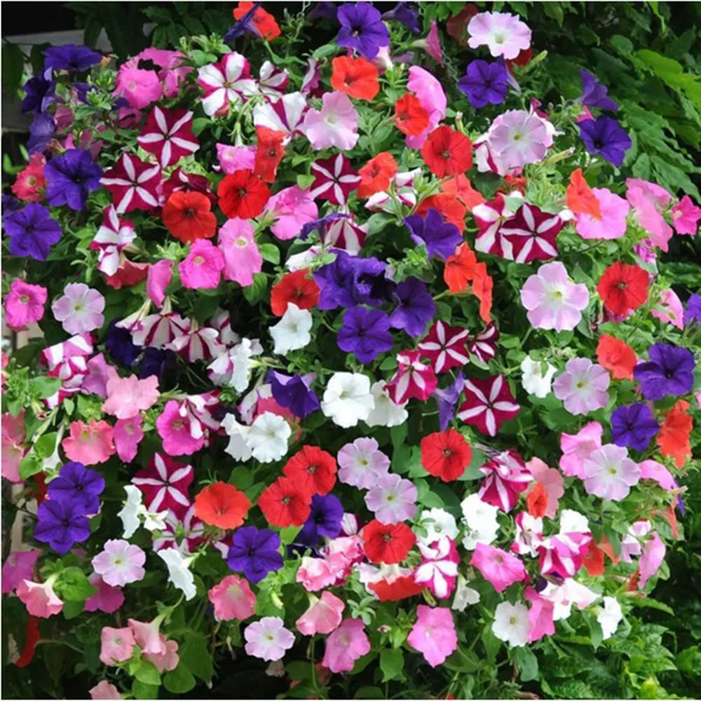 Mixed Hanging Petunia Seeds Mixed Color Flower Perennial Annual Petunia 300 Seeds