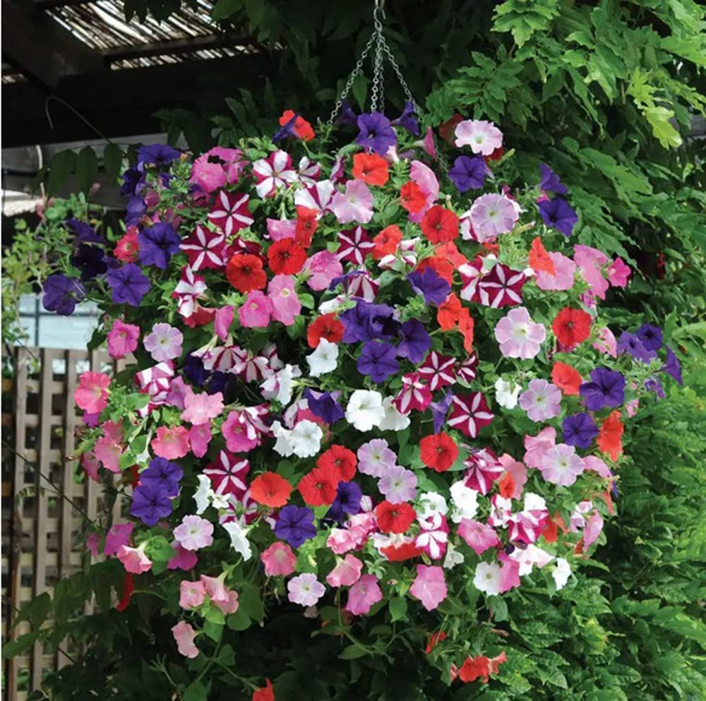 Mixed Hanging Petunia Seeds Mixed Color Flower Perennial Annual Petunia 300 Seeds