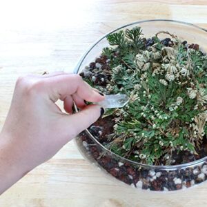Rose of Jericho Planting Stones (2 Quarts), Soilless Potting Mix for Planting Resurrection Plants in Water