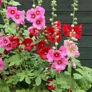 300+ Hollyhock Seeds for Planting