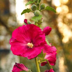 300+ Hollyhock Seeds for Planting