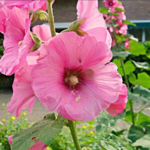 300+ Hollyhock Seeds for Planting