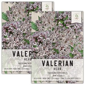 seed needs, valerian seeds - 450 heirloom seeds for planting valeriana officinalis - medicinal herb for anxiety & migraines, non-gmo & untreated (2 packs)