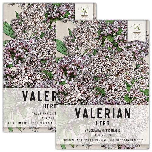 Seed Needs, Valerian Seeds - 450 Heirloom Seeds for Planting Valeriana officinalis - Medicinal Herb for Anxiety & Migraines, Non-GMO & Untreated (2 Packs)