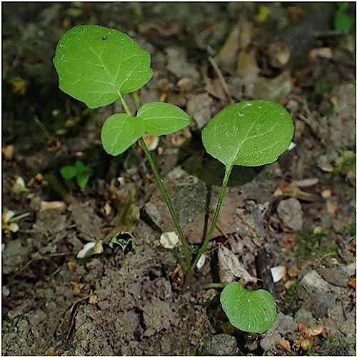 Seed Needs, Valerian Seeds - 450 Heirloom Seeds for Planting Valeriana officinalis - Medicinal Herb for Anxiety & Migraines, Non-GMO & Untreated (2 Packs)