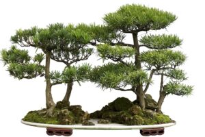 bonsai tree seeds - western red cedar, thuja plicata - 30 seeds