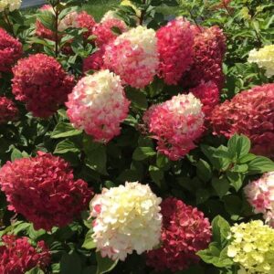 proven winners 4.5 in. quart, little lime punch panicle hydrangea (paniculata), live plant, multi-color flower, red (hydprc1217800)
