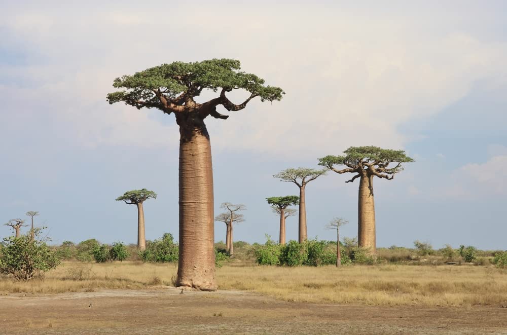 African Baobab Bonsai Tree Seeds - 5 Seeds to Grow - Highly Prized Baobab Tree - Ships from Iowa. Exotic Indoor Bonsai Seeds to Grow