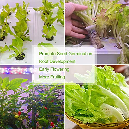 400ml Plant Nutrient Fertilizer for Indoor Hrdroponics Garden System, Hydroponics Plant Food A and B Fit for Plants Germination-Lettuce, Mint