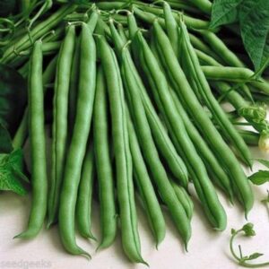 70 blue lake pole bean heirloom seeds stringless heirloom - non-gmo - always fresh seeds!