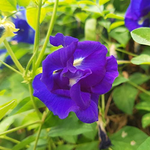 50 Butterfly Pea Flower Seeds - HOA Dau Biec - Blue Butterfly Pea Vine Seeds (Clitoria Ternatea) Asian Pigeonwings -Tropical Vine Plant Seeds- Edible Flower | Non GMO | Organic | Heirloom