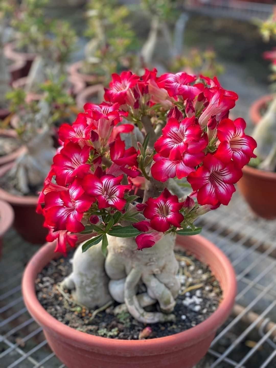 15 Adenium Bonsai Tree Seeds - Blooming Desert Rose, Easy to Grow Indoors