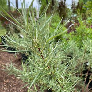 Rosemary Willow Tree Cuttings to Grow - Attractive Landscape of Privacy Bush - Esay to Grow (10 Cuttings)