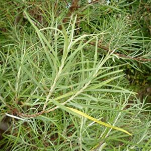 Rosemary Willow Tree Cuttings to Grow - Attractive Landscape of Privacy Bush - Esay to Grow (10 Cuttings)