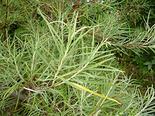 Rosemary Willow Tree Cuttings to Grow - Attractive Landscape of Privacy Bush - Esay to Grow (10 Cuttings)