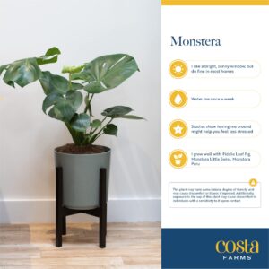 Costa Farms Monstera Swiss Cheese Plant, Live Indoor Plant, Easy to Grow Split Leaf Houseplant in Indoors Nursery Plant Pot, Housewarming, Decoration for Home, Office, and Room Decor, 2-3 Feet Tall