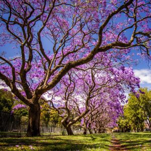 100 jacaranda tree seeds (jacaranda mimosifolia/jacaranda acutifolia) - 100 seeds - blue jacaranda seeds, black poui, nupur tree - pack of 100 rare and viable seeds - qo seeds