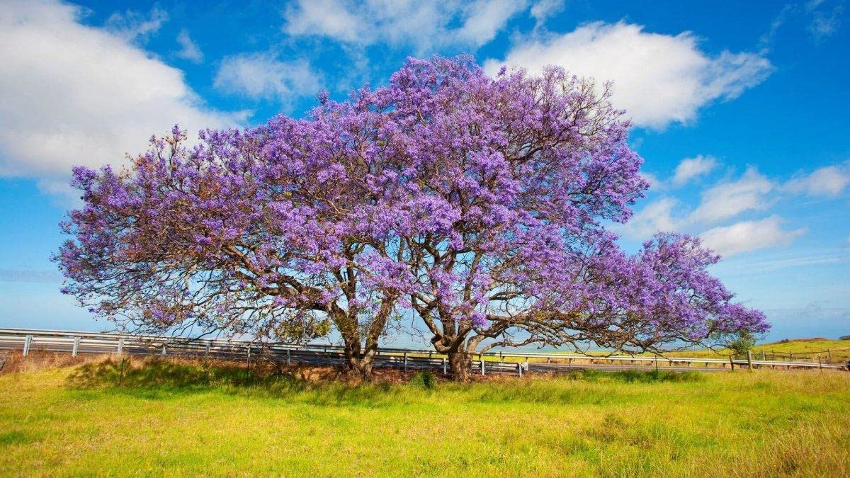 100 Jacaranda Tree Seeds (Jacaranda mimosifolia/Jacaranda acutifolia) - 100 Seeds - Blue Jacaranda Seeds, Black Poui, Nupur Tree - Pack of 100 Rare and Viable Seeds - QO Seeds