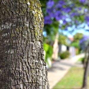 100 Jacaranda Tree Seeds (Jacaranda mimosifolia/Jacaranda acutifolia) - 100 Seeds - Blue Jacaranda Seeds, Black Poui, Nupur Tree - Pack of 100 Rare and Viable Seeds - QO Seeds