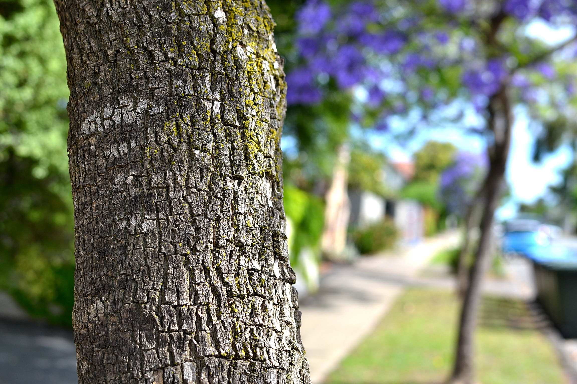 100 Jacaranda Tree Seeds (Jacaranda mimosifolia/Jacaranda acutifolia) - 100 Seeds - Blue Jacaranda Seeds, Black Poui, Nupur Tree - Pack of 100 Rare and Viable Seeds - QO Seeds