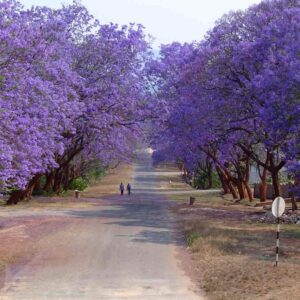 100 Jacaranda Tree Seeds (Jacaranda mimosifolia/Jacaranda acutifolia) - 100 Seeds - Blue Jacaranda Seeds, Black Poui, Nupur Tree - Pack of 100 Rare and Viable Seeds - QO Seeds