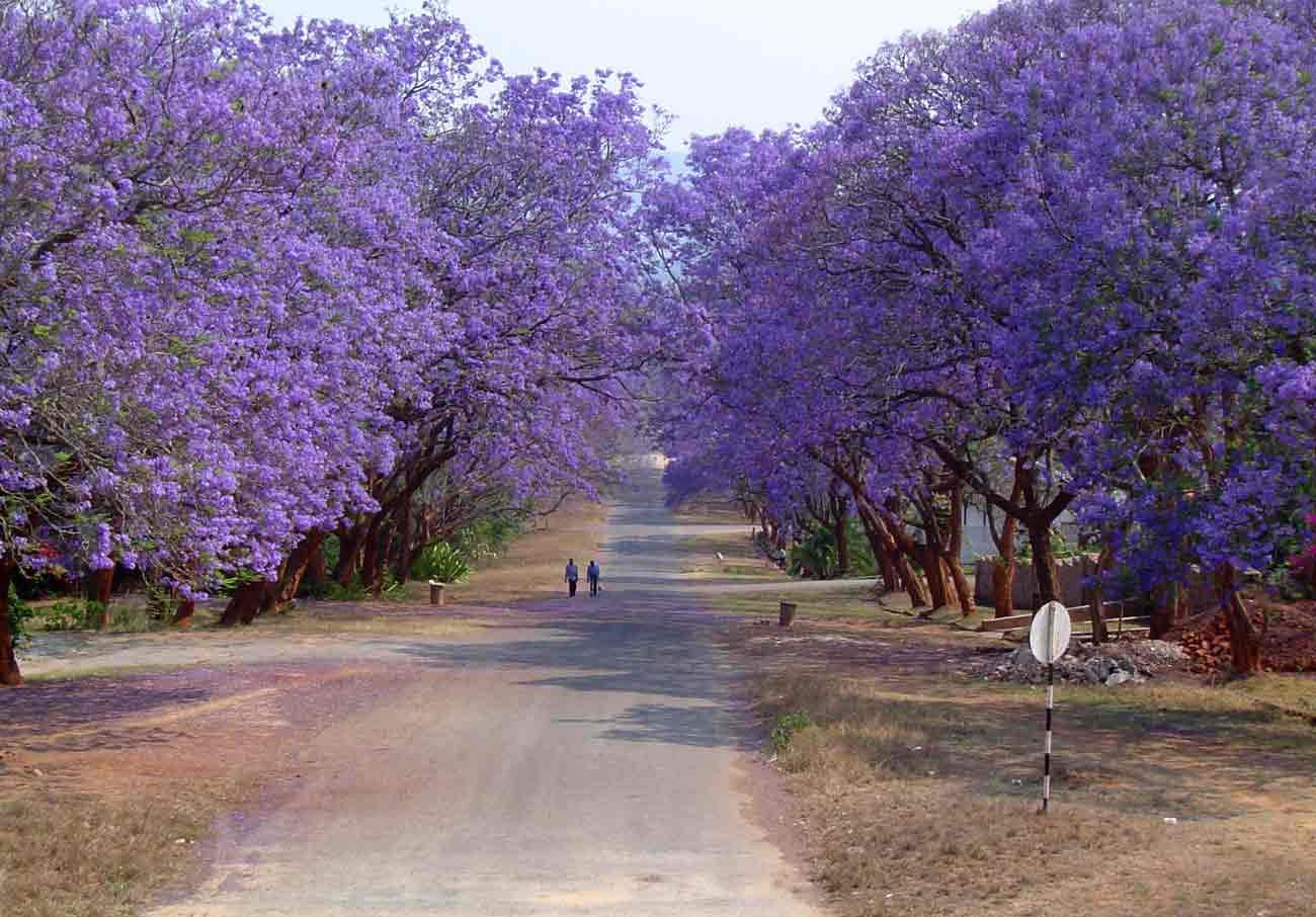 100 Jacaranda Tree Seeds (Jacaranda mimosifolia/Jacaranda acutifolia) - 100 Seeds - Blue Jacaranda Seeds, Black Poui, Nupur Tree - Pack of 100 Rare and Viable Seeds - QO Seeds