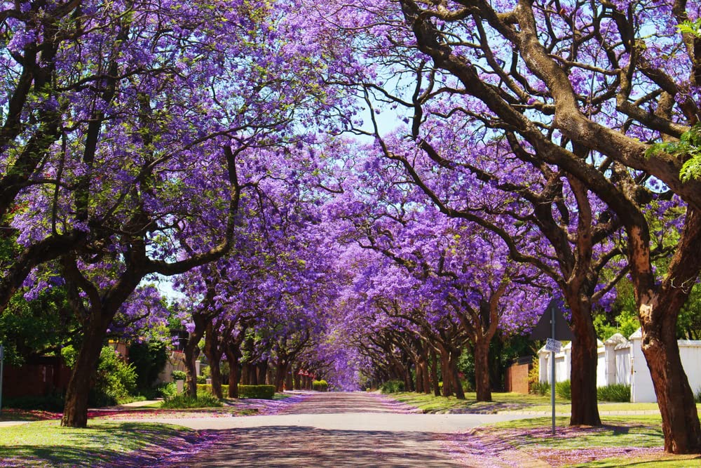 100 Jacaranda Tree Seeds (Jacaranda mimosifolia/Jacaranda acutifolia) - 100 Seeds - Blue Jacaranda Seeds, Black Poui, Nupur Tree - Pack of 100 Rare and Viable Seeds - QO Seeds