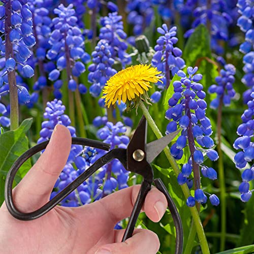 BambooMN 5.1" Heavy Duty Bonsai Forged Sharp Scissors - 1 Piece