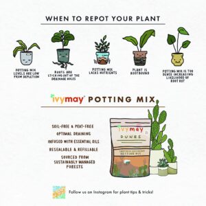 IvyMay Dunes Succulent Soil ― Organic Cactus Soil Potting Mix for Succulents, Ready to Use Potting Soil Indoor Plants with Perlite, Pumice, Earthworm Castings, Essential Oils ― 5 qt