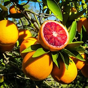 juicyodle Rare Dwarf Blood Orange Tree Plant Seeds for Planting - 30 Seeds (30, Blood Orange)