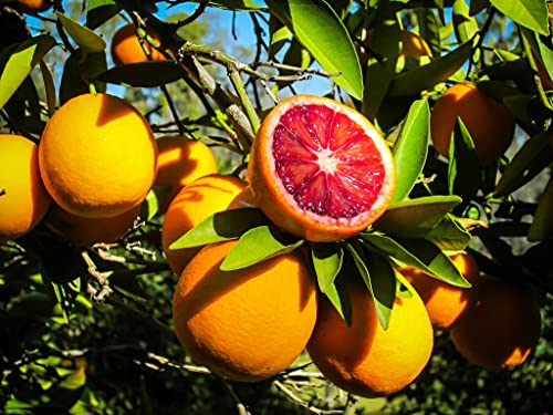 juicyodle Rare Dwarf Blood Orange Tree Plant Seeds for Planting - 30 Seeds (30, Blood Orange)