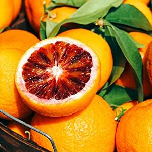 juicyodle Rare Dwarf Blood Orange Tree Plant Seeds for Planting - 30 Seeds (30, Blood Orange)