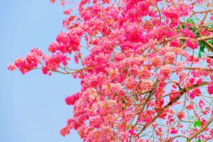 pink trumpet tree seeds for planting - 30 seeds - tabebuia rosea