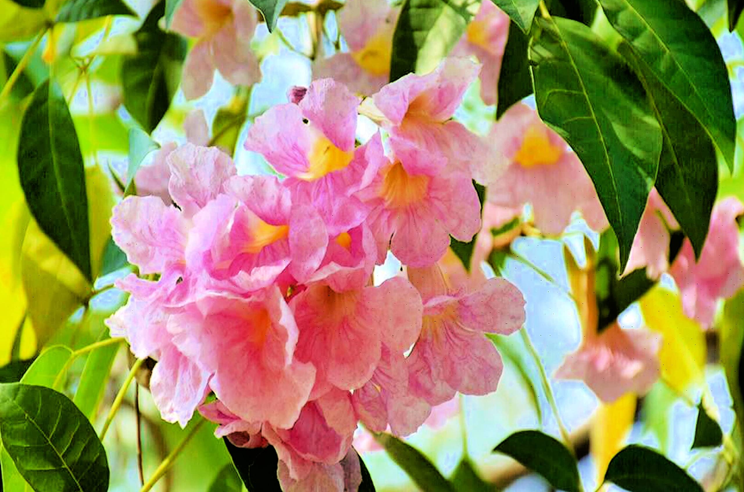 Pink Trumpet Tree Seeds for Planting - 30 Seeds - Tabebuia rosea