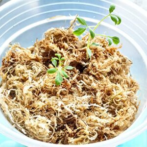 Yilotuce 1.1 lb Sphagnum Moss for Plants, Carefully Selected Clean Sphagnum Mos for Rooting Plants