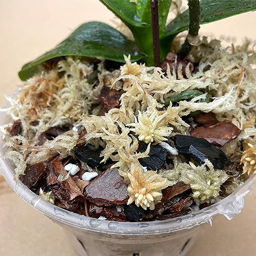 Yilotuce 1.1 lb Sphagnum Moss for Plants, Carefully Selected Clean Sphagnum Mos for Rooting Plants