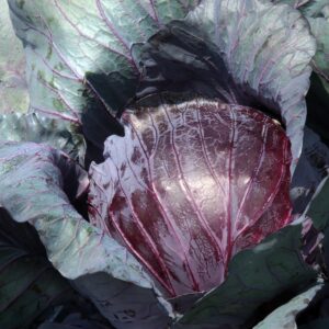 Organic Cabbage Seeds (Red Acre) - Approx 750 Seeds - Certified Organic, Non-GMO, Open Pollinated, Heirloom, USA Origin