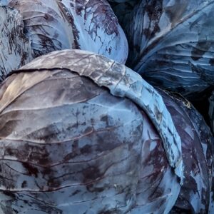 Organic Cabbage Seeds (Red Acre) - Approx 750 Seeds - Certified Organic, Non-GMO, Open Pollinated, Heirloom, USA Origin