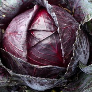 Organic Cabbage Seeds (Red Acre) - Approx 750 Seeds - Certified Organic, Non-GMO, Open Pollinated, Heirloom, USA Origin